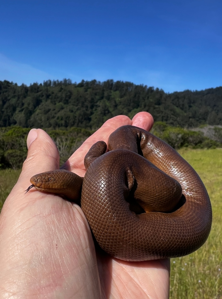 Rubber Boa